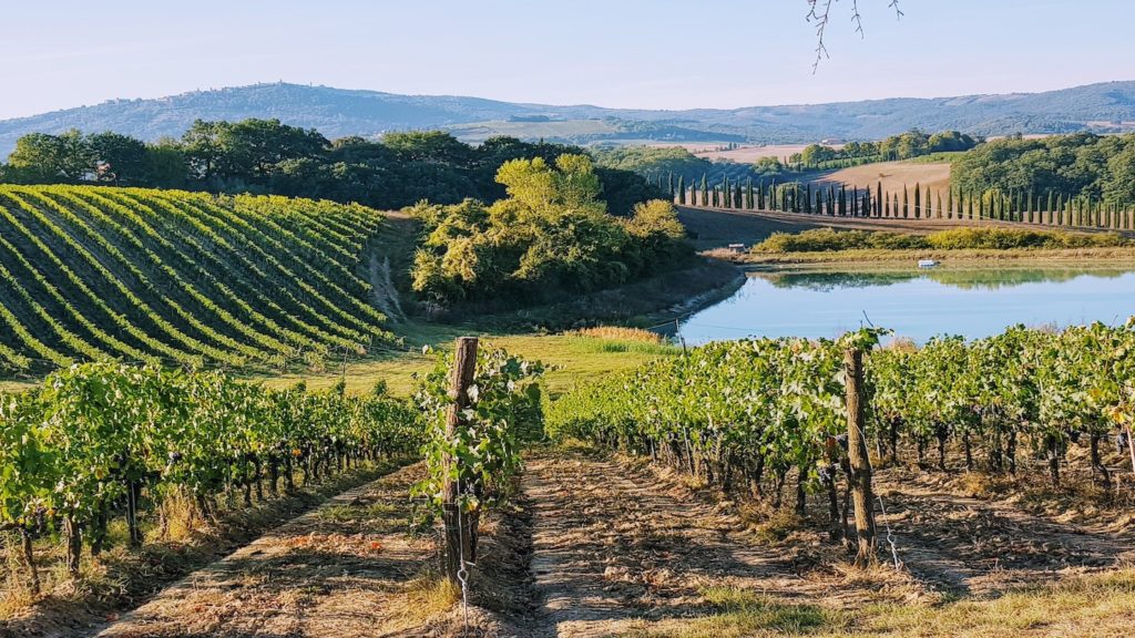 Vineyard in Italy with lake and rolling hills in the background.