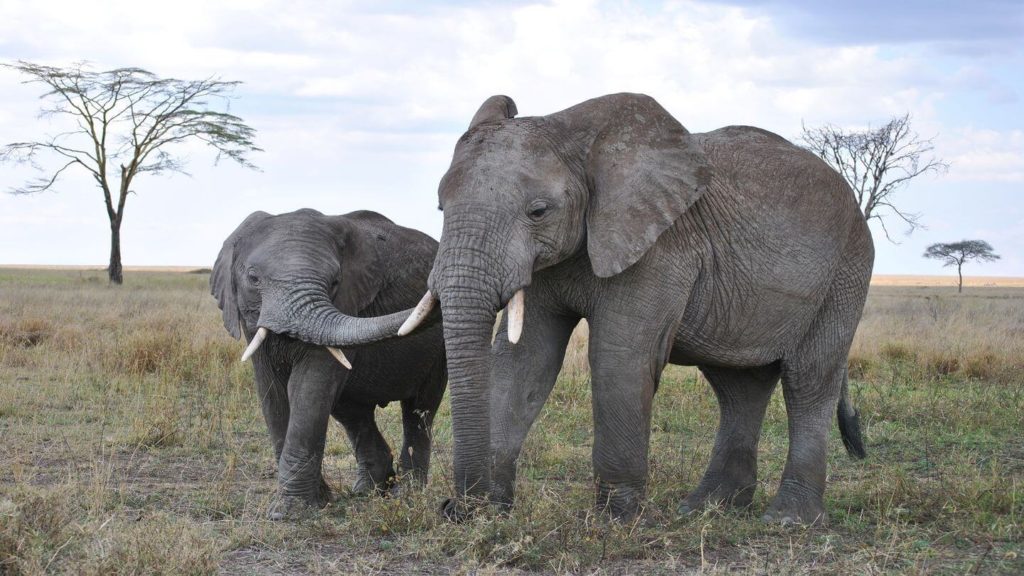 elephant with her baby in Africa