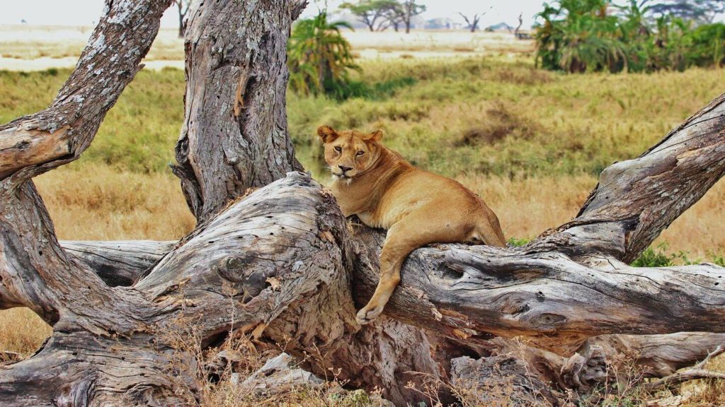 tree climbing lion Tanzania Africa