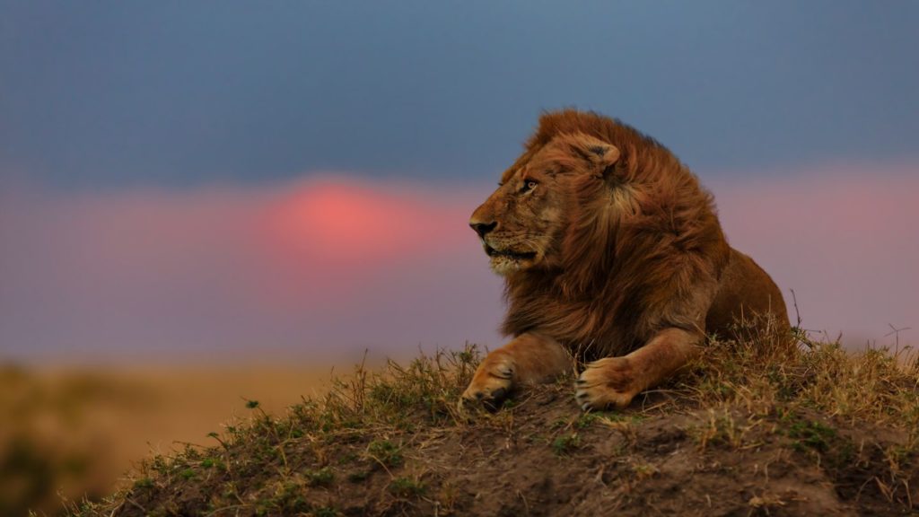 lion looking out over the savannah at sunset Masai Mara Kenya