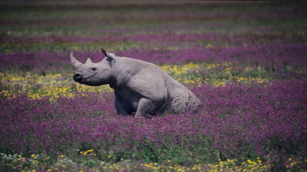 rhino in wildflower field in Ngorongoro Crater Tanzania