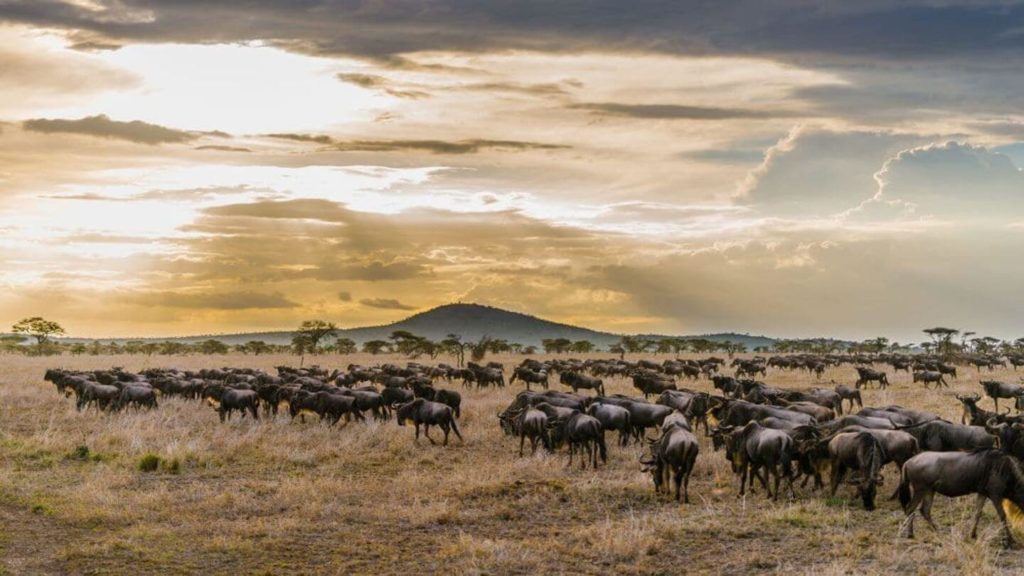 Serengeti National Park wildebeest Great Migration Tanzania