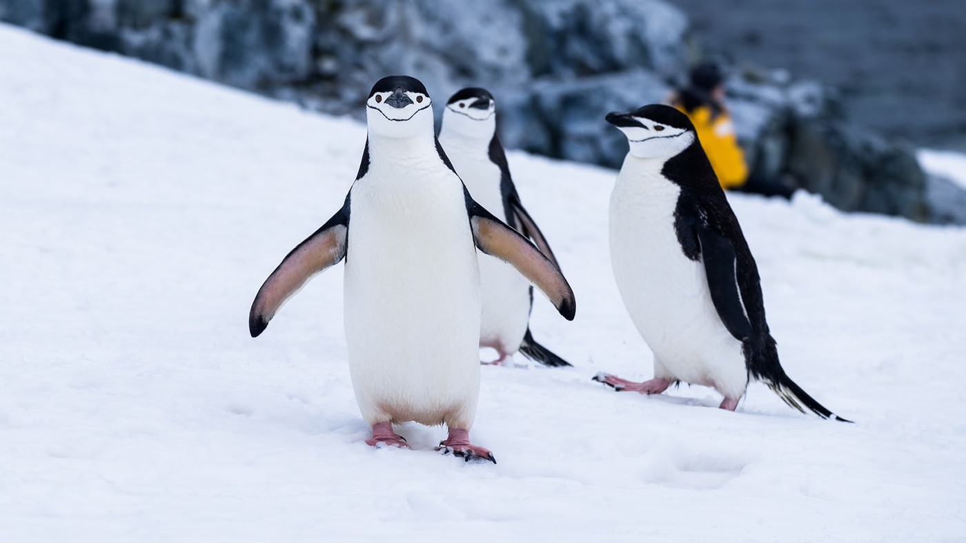 11 penguin facts to blow you out the water - Real Word