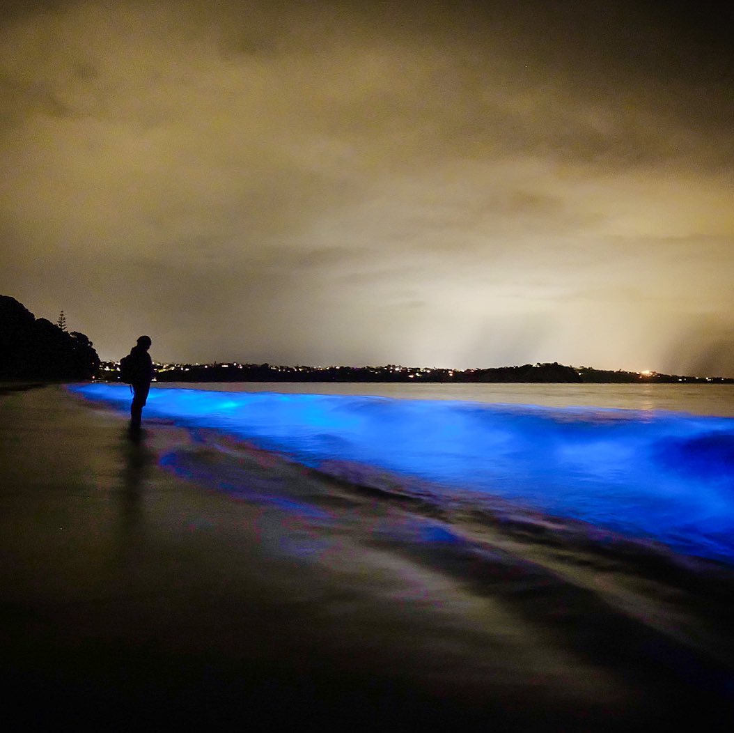 Brilliant places to see bioluminescence with Trafalgar - Real Word