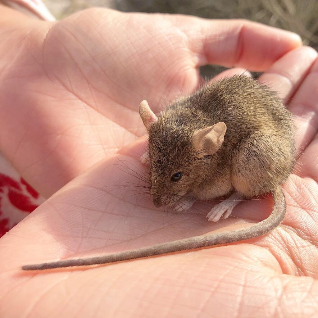 Australia's Shark Bay Mouse