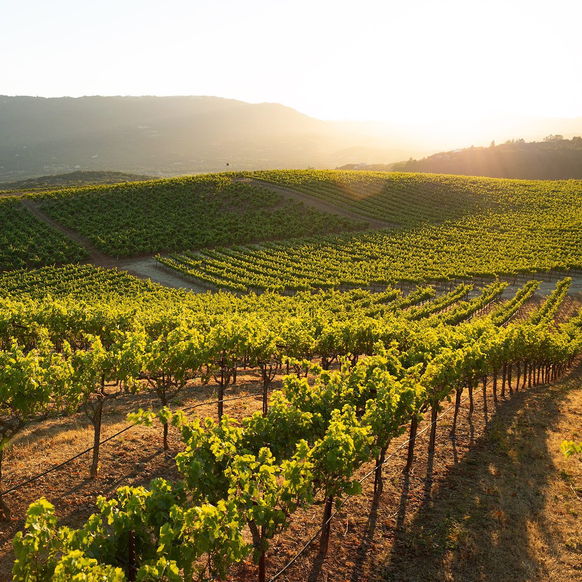 8 Of The Best Wineries To Visit In California