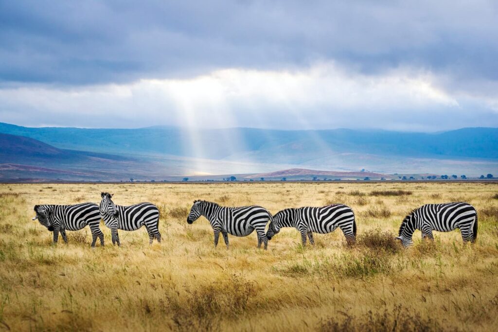 zebras Kenya