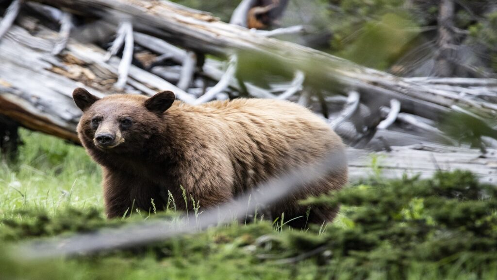 Image of a brown bear in the forest at Yellowstone