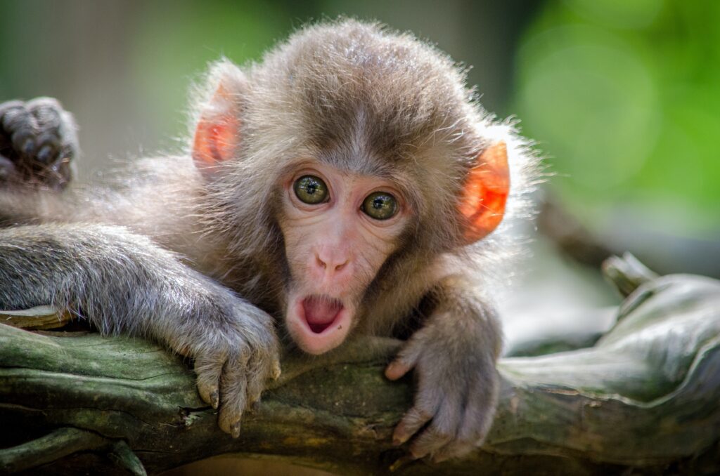 shocked baby monkey