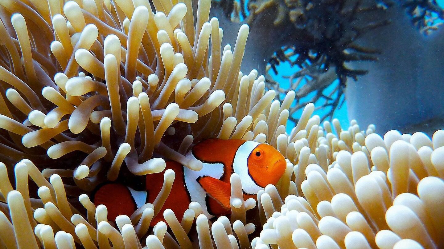clown fish in sea anenome in the Great Barrier Reef Australia