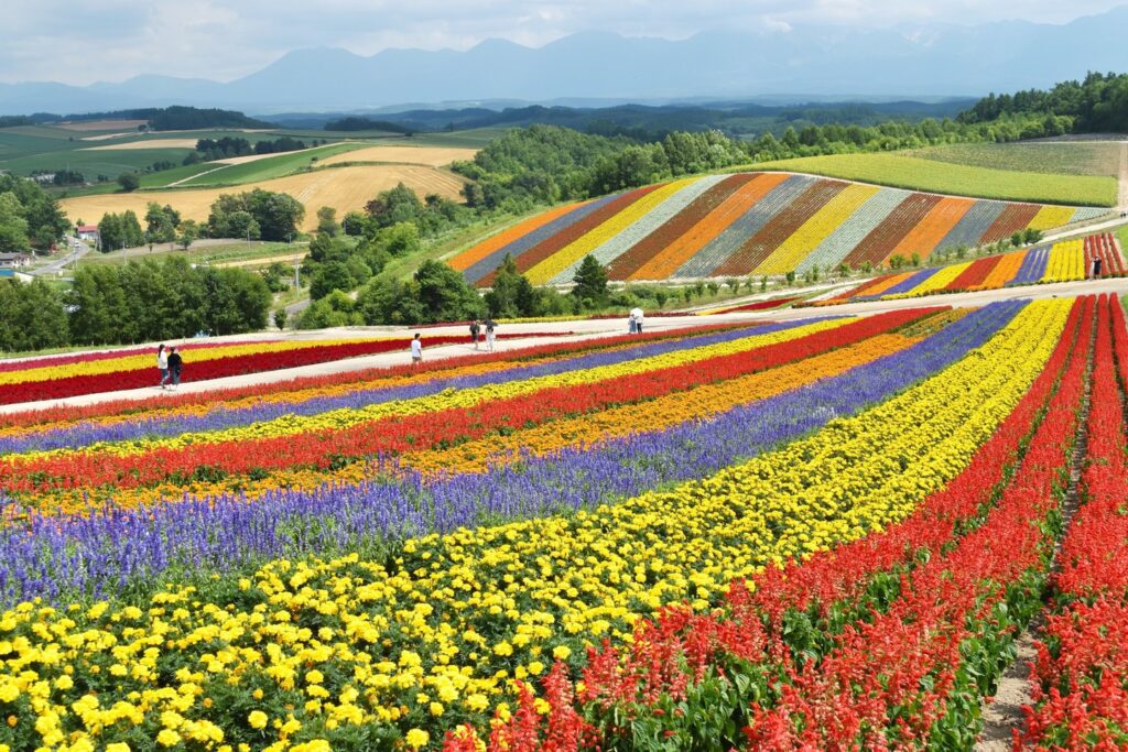colourful flower fields Hokkaido Japan