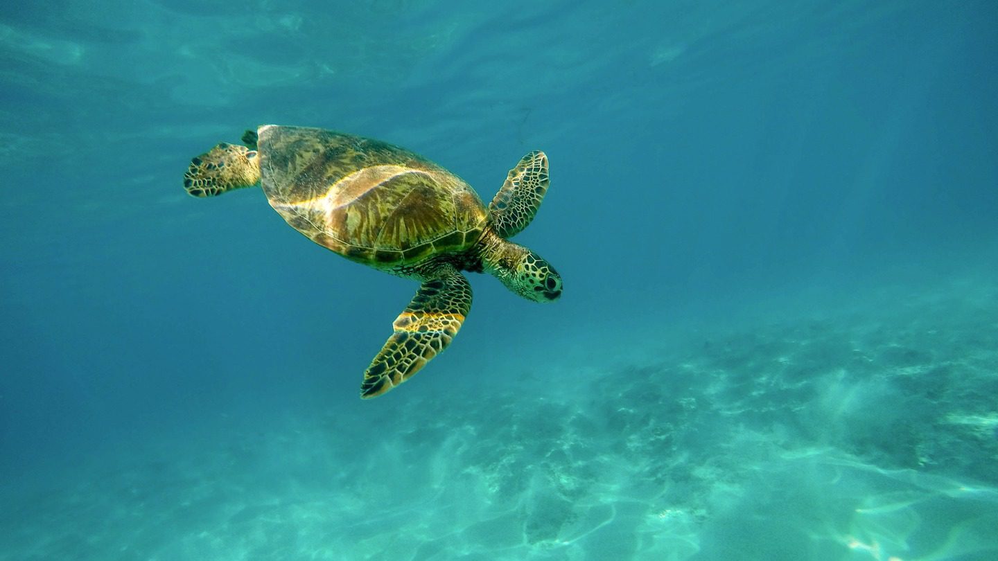 sea turtle swimming in Hawaiian oceans