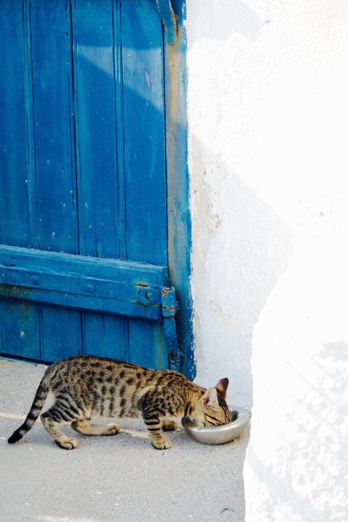 A leopard-printed cat eats from a bowl by a blue-painted door in Greece.
