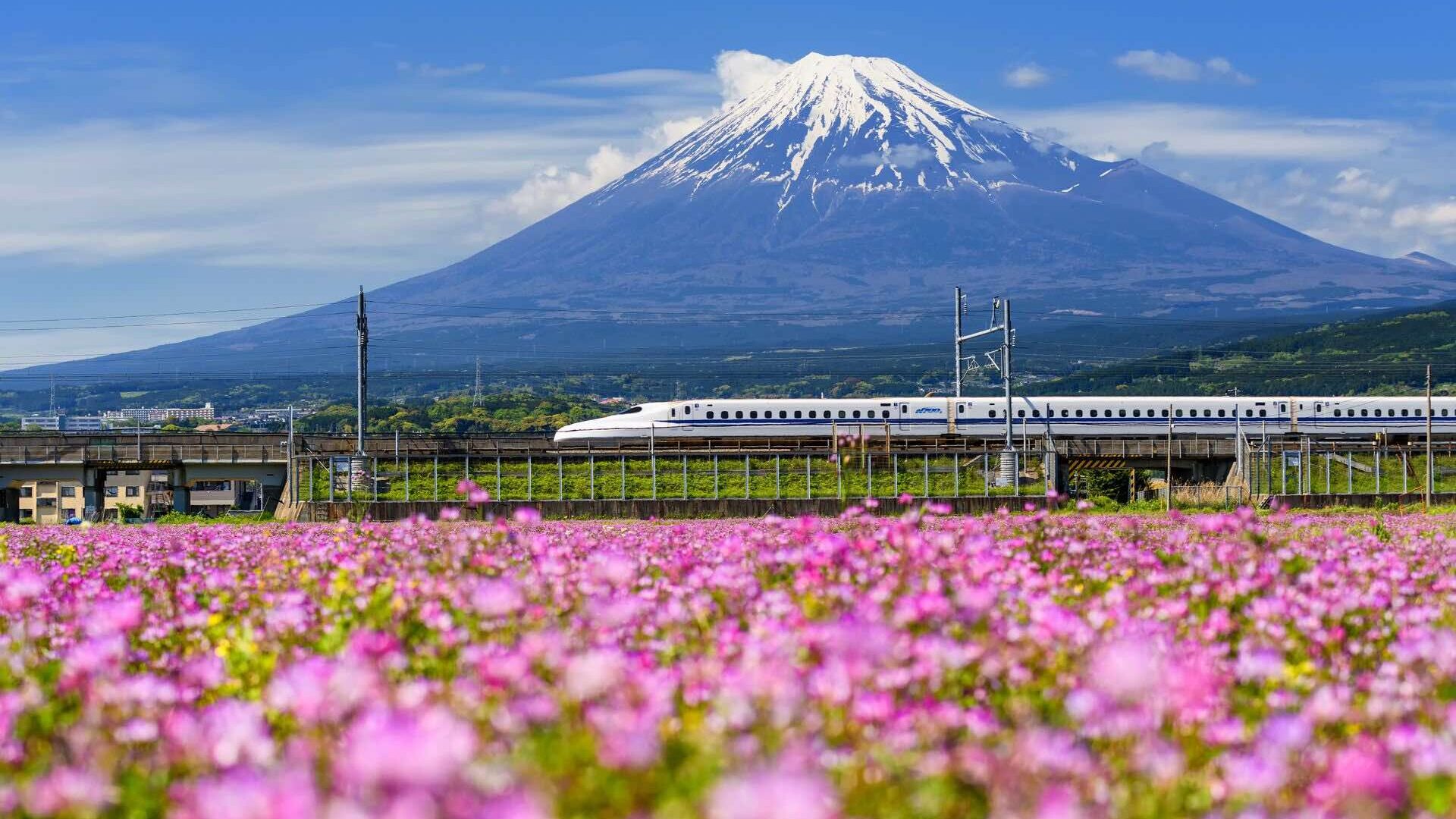 Shinkansen bullet train in foreground with cherry blossoms with Mount Fuji in background, Japan