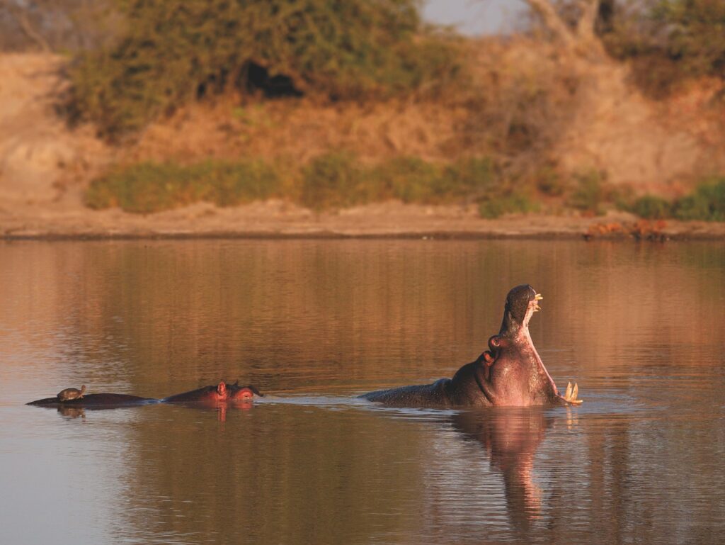 hippo in a river South Africa