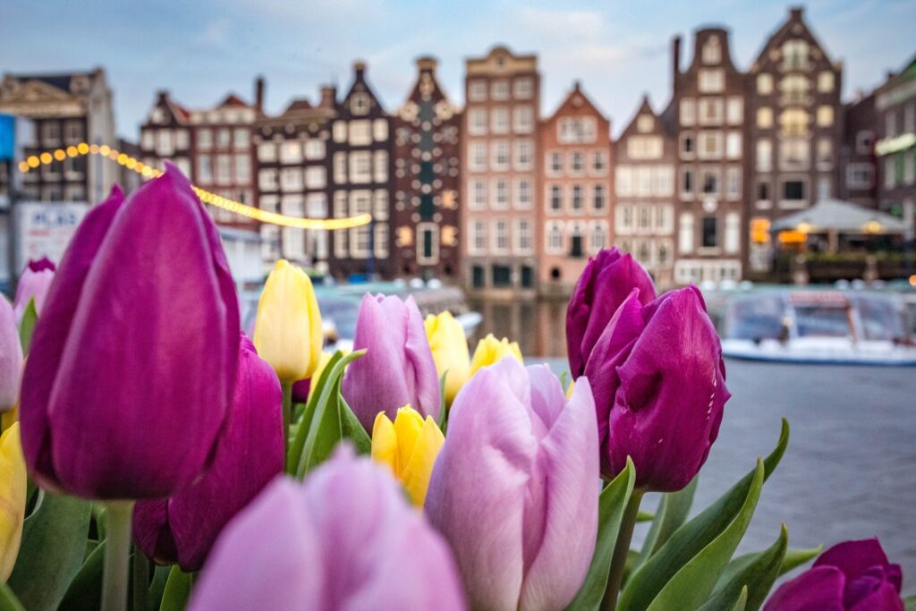 colorful tulips in front of amsterdam houses