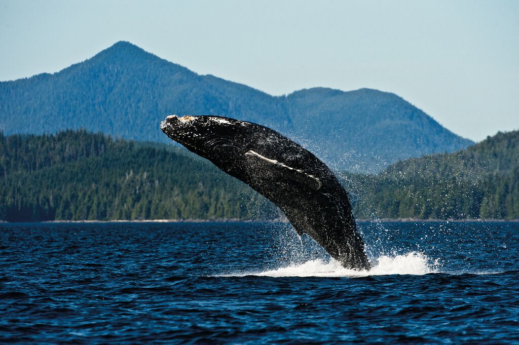 humpback whale breaking water in Alaska