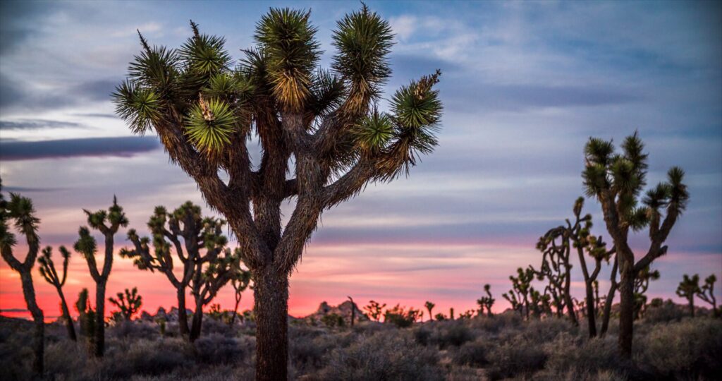 Arid trees in Joshua trees silhouetted by the sunset crimson sky in the back