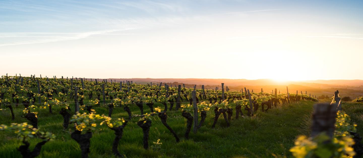 The Best Australian Wine Regions The REAL Word